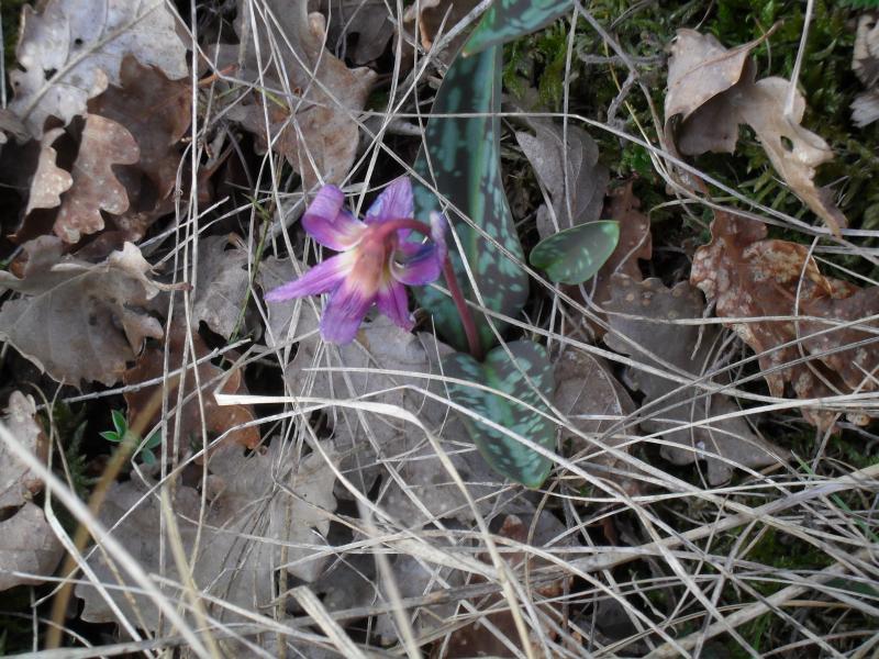 Fleur à identifier! MERCI^^